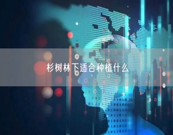 杉树林下适合种植什么