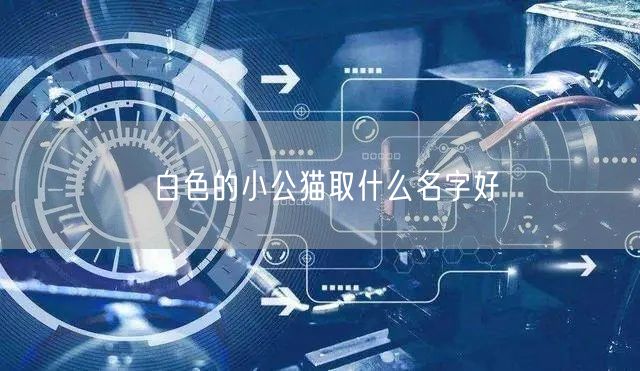 白色的小公猫取什么名字好