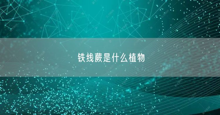 铁线蕨是什么植物