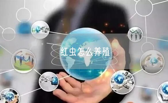 红虫怎么养殖