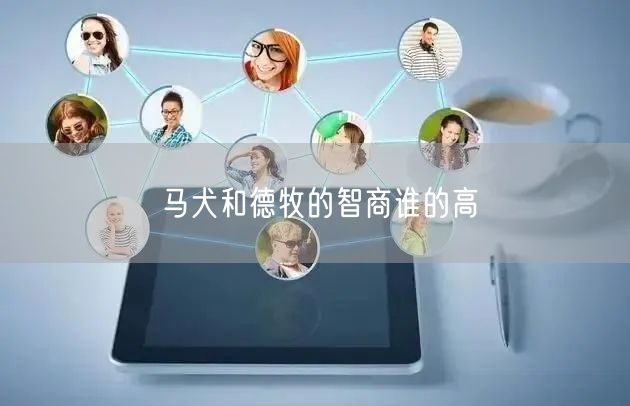 马犬和德牧的智商谁的高