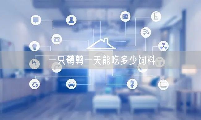 一只鹌鹑一天能吃多少饲料