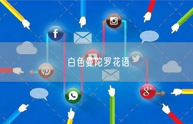 白色曼陀罗花语