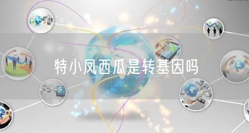 特小凤西瓜是转基因吗