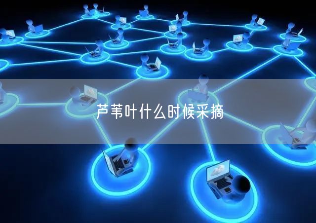 芦苇叶什么时候采摘